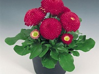 Маргаритка многолетняя