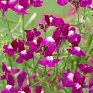 Льнянка марокканская (Linaria maroccana)
