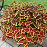 Колеус гибридный (Coleus х hybrida)
