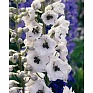 Дельфиниум высокий (Delphinium elatum)