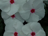 Катарантус розовый (Solar F1)