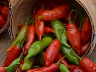 Перец ягодный (Aji Rico)