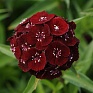 Гвоздика турецкая (Dianthus barbatus)