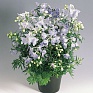 Дельфиниум крупноцветковый (Delphinium grandiflorum)