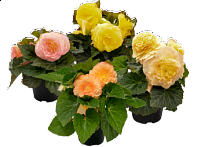 Бегония клубневая махровая