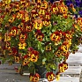Виола Виттрока ампельная (Viola wittrockiana)