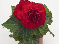 Бегония клубневая махровая многоцветковая (New Star F1)