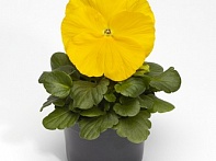 Виола Виттрока