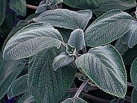 Плектрантус серебристый (Silver Shield) Плектрантус серебристый (Silver Shield)