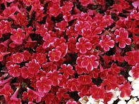 Губастик гибридный (Magic F1)