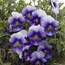 Виола рогатая (Viola cornuta)