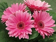 Гербера Джемсона (Royal F1)