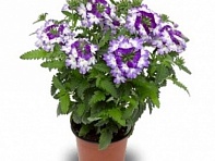 Вербена гибридная (Tuscany F1)