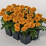 Бархатцы отклоненные (Tagetes patula)