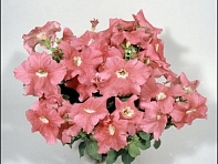 Петуния ампельная гибридная (Nivola F1)