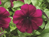 Петуния многоцветковая (Hurrah F1)