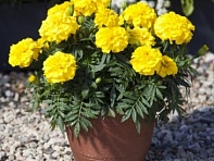 Бархатцы триплоидные (Endurance F1)