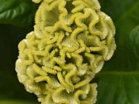 Целозия гребенчатая (Neo)