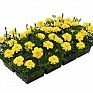 Бархатцы отклоненные (Tagetes patula)