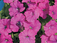 Петуния мелкоцветковая (Karlik F1)