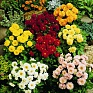 Герань (пеларгония садовая) (Pelargonium x hortorum)