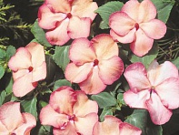 Бальзамин Уоллера (Balance F1)