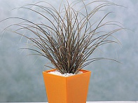 Осока жгутиковая