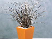 Осока жгутиковая (Auburn)