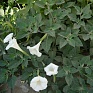 Дурман безвредный (Datura metelloides)