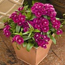 Гвоздика китайская х турецкая (Dianthus chinensis x barbatus)