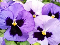 Виола Виттрока