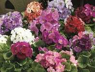 Примула обратноконическая (Libre F1)