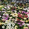 Остеоспермум Эклона (Osteospermum ecklonis)