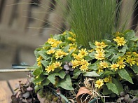 Марьянник болотный