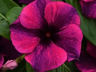 Катарантус розовый (Tattoo)