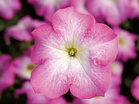 Петуния крупноцветковая (Tritunia F1)