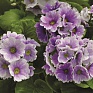 Примула обратноконическая (Primula obconica)