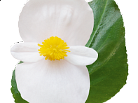 Бегония гибридная (зеленая листва)