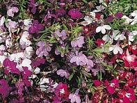 Лобелия ежевидная ампельная (Regatta)