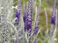 Вероника седая