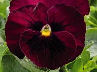 Виола виттрока