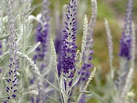 Вероника седая ()