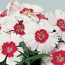 Гвоздика китайская (Dianthus chinensis)