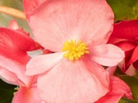 Бегония гибридная (зеленая листва) (Bionic F1)