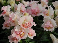 Львиный зев (Антирринум) махровый (Twinny F1)