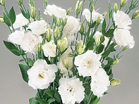 Лизиантус (Эустома) крупноцветковый (Super Magic F1)