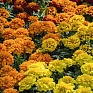 Бархатцы отклоненные (Tagetes patula)
