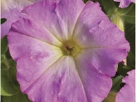 Петуния ампельная гибридная (FlashForward F1)