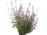 Многоколосник седой (Zuni)