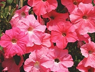 Петуния ампельная гибридная (Лавина F1)